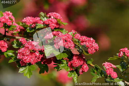 Image of Flowers pink hawthorn. Tree pink hawthorn