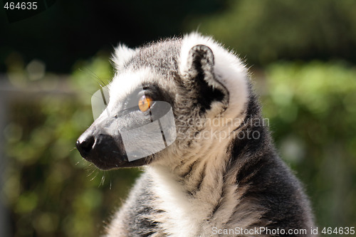 Image of lemur monkey