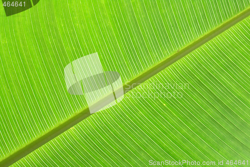 Image of green background