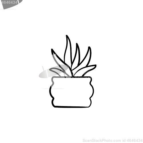 Image of Sansevieria trifasciata hand drawn sketch icon.