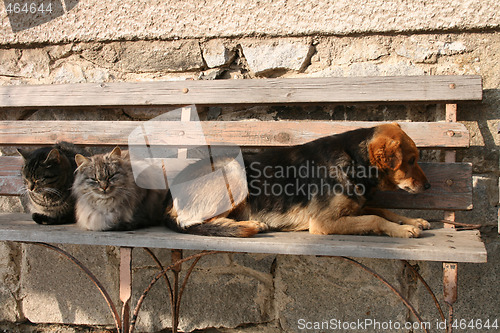 Image of cats and dog