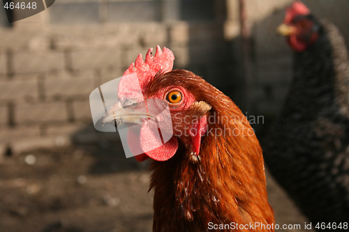 Image of head of chicken