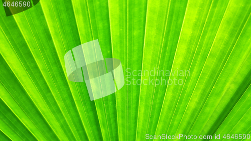 Image of Green leaf of elephant fern plant