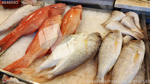 Image of Fresh fish sold at fish market