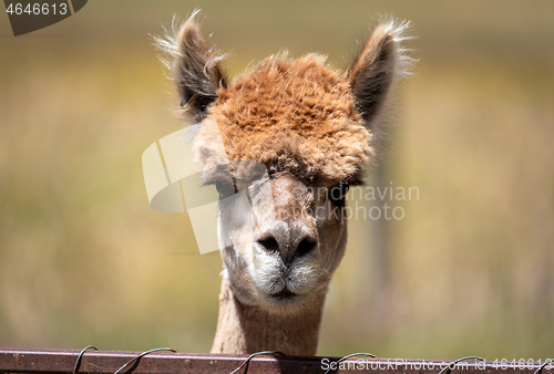 Image of Alpaca animal in New Zealand