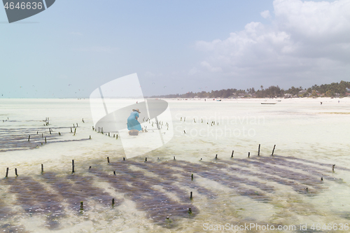 Image of Local african woman working on seaweed farm in kitesurfing lagoon near Paje village, Zanzibar island, Tanzania