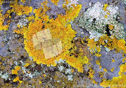 Image of Background of Yellow Oak Moss