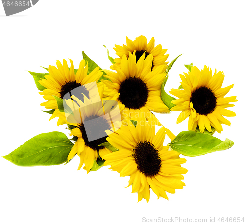 Image of Sunflowers with Leafs