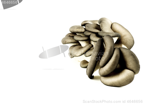 Image of Raw Oyster Mushrooms