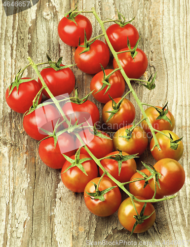 Image of Branches of Cherry Tomatoes