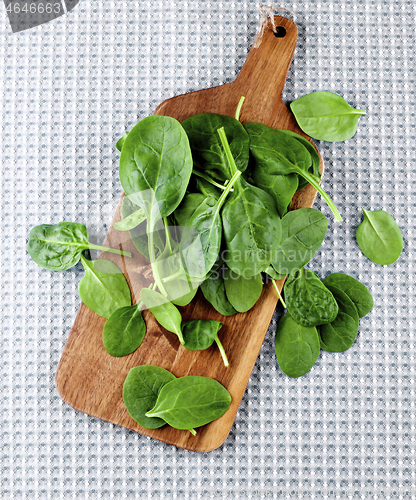 Image of Raw Spinach Leafs