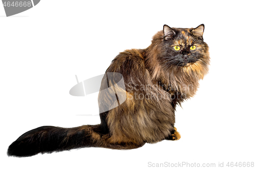 Image of Adult cat tortoiseshell coloring, isolated. Cute tricolor cat on a white background. Studio photography cut out for design or advertising.