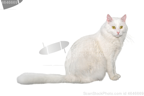 Image of Adult cat, isolated. Cute big white cat on a white background. Studio photography cut out for design or advertising.