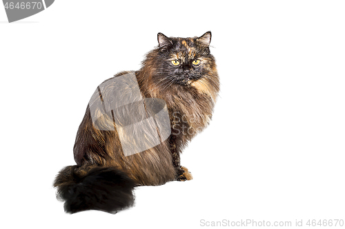 Image of Adult cat tortoiseshell coloring, isolated. Cute tricolor cat on a white background. Studio photography cut out for design or advertising.