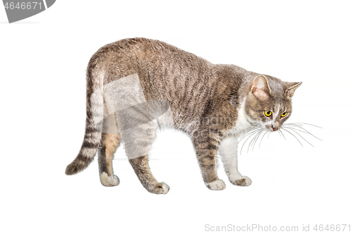 Image of Adult cat, isolated. Cute gray cat on a white background. Studio photography cut for design or advertising.