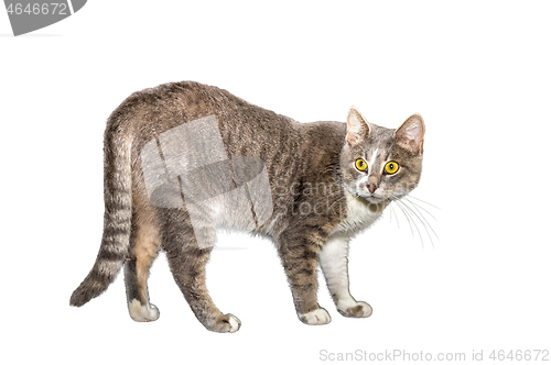 Image of Adult cat, isolated. Cute gray cat on a white background. Studio photography cut for design or advertising.