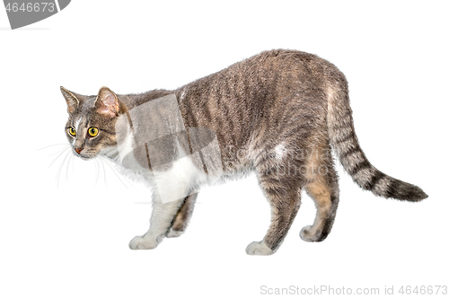 Image of Adult cat, isolated. Cute gray cat on a white background. Studio photography cut for design or advertising.