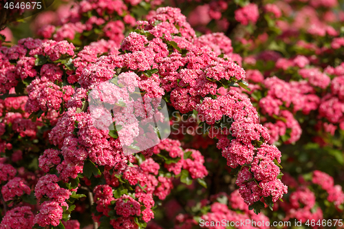 Image of Flowers pink hawthorn. Tree pink hawthorn