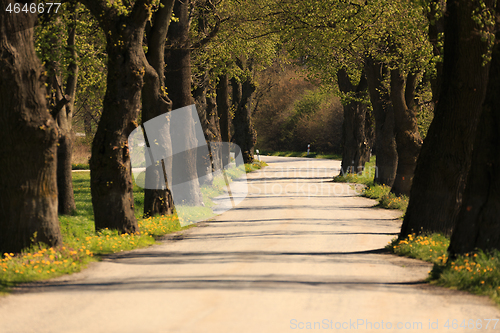 Image of asphalt road and tree alley in spring