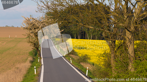 Image of road with trees in spring