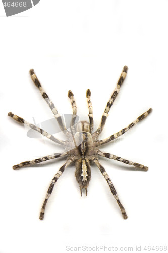 Image of spider