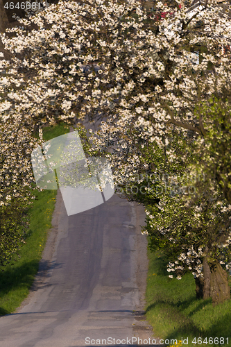 Image of road with alley of apple trees in bloom