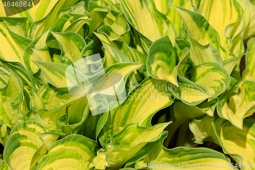 Image of spring green leaves plant for background use