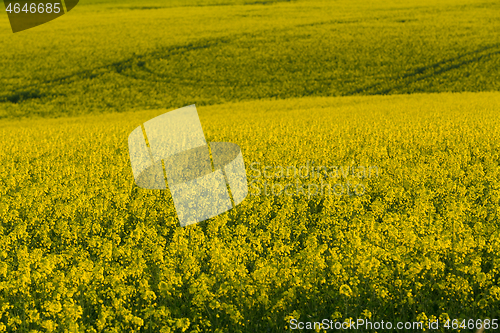 Image of Yellow rape field in spring