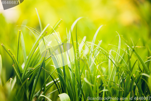 Image of fresh green grass plant background