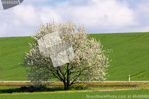 Image of spring blooming tree in countryside