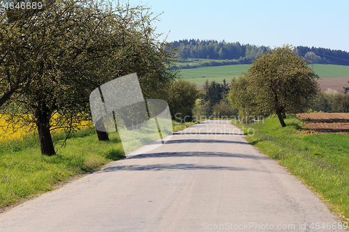 Image of road with alley of apple trees in bloom