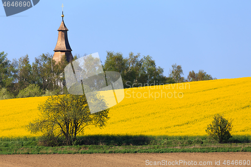 Image of Yellow and green spring field in countryside