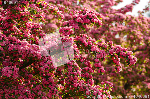 Image of Flowers pink hawthorn. Tree pink hawthorn