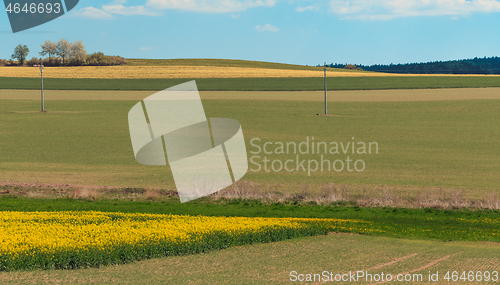 Image of Yellow and green spring field in countryside