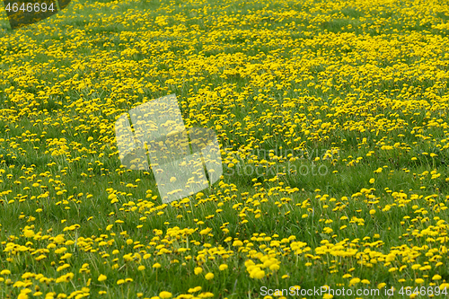 Image of Dandelion springtime meadow