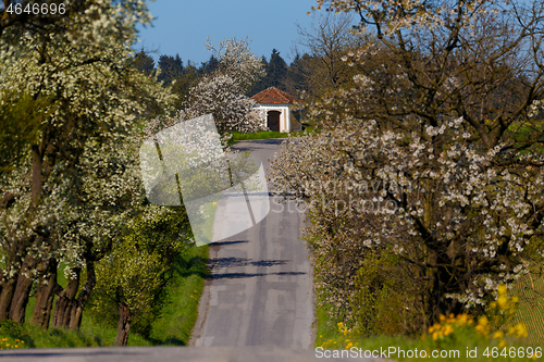 Image of road with alley of apple trees in bloom