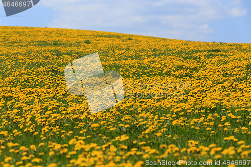 Image of spring flowers dandelions with blue sky