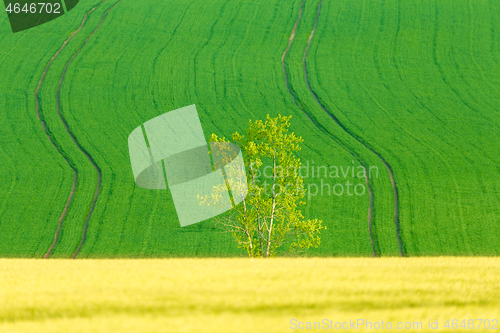 Image of Yellow and green spring field