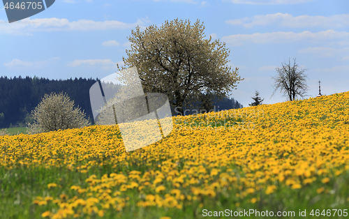 Image of Field of spring flowers dandelions