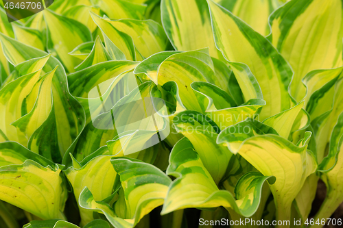 Image of spring green leaves plant for background use