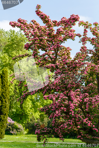 Image of Flowers pink hawthorn. Tree pink hawthorn