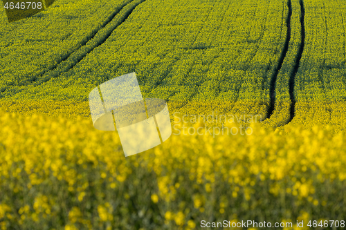 Image of Yellow rape field in spring