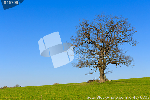 Image of alone spring tree on a green meadow with blue sky