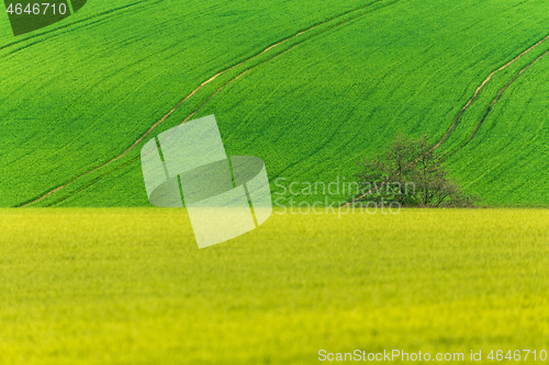 Image of Yellow and green spring field