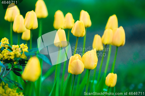 Image of yellow flower Tulip in garden