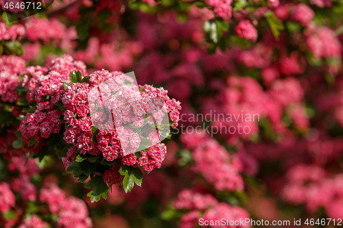 Image of Flowers pink hawthorn. Tree pink hawthorn