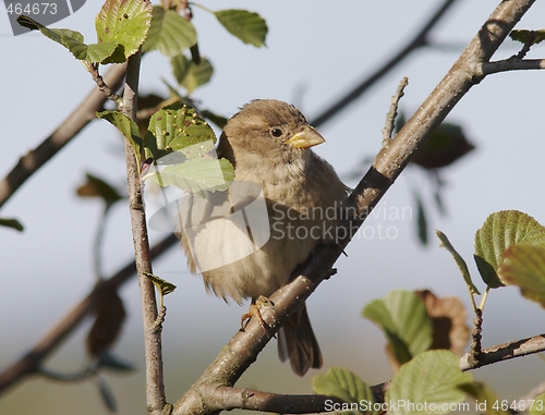 Image of House Sparrow. 