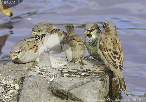 Image of House Sparrow. 