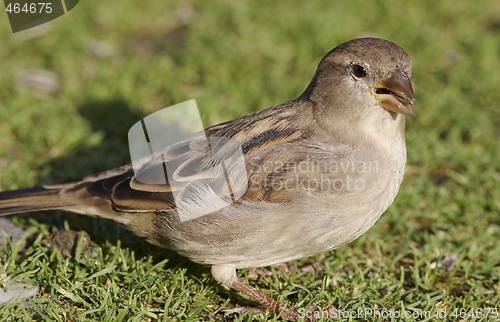 Image of House Sparrow. 