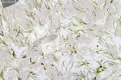 Image of Abstract seaweed pattern on the beach sand